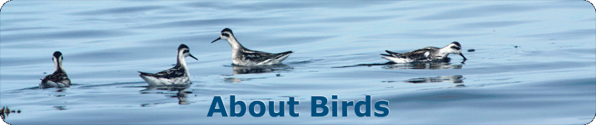 four Red-necked Phalaropes foraging in the ocean