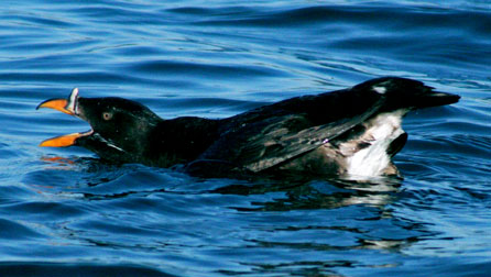 The predive-posture of a Rhinoceros Auklet.