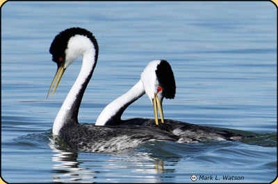 a mating display by two Western Grebes